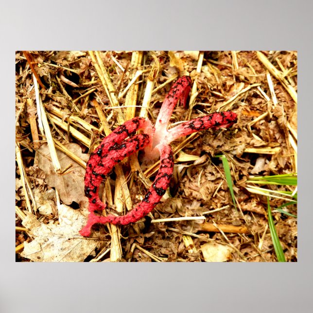 Octopus Stinkhorn Poster (Front)
