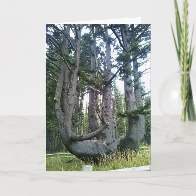 Octopus Tree, Cape Meares, Oregon Card (Front)