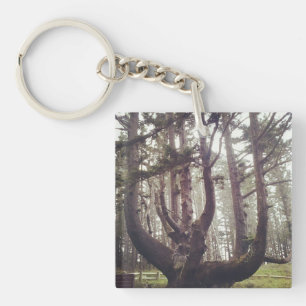 Octopus Tree, Cape Meares, Oregon Key Ring