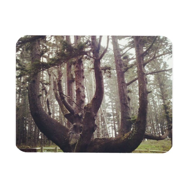 Octopus Tree, Cape Meares, Oregon Magnet (Horizontal)