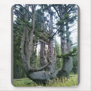 Octopus Tree, Cape Meares, Oregon Mouse Mat