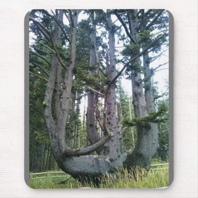 Octopus Tree, Cape Meares, Oregon Mouse Mat (Front)