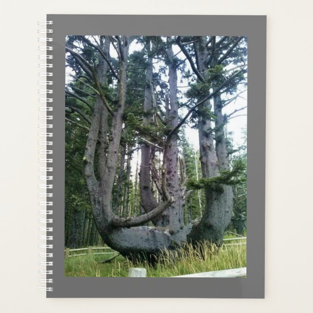 Octopus Tree, Cape Meares, Oregon Planner (Front)