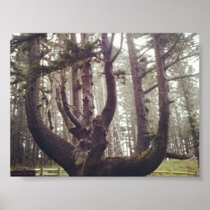 Octopus Tree, Cape Meares, Oregon Poster