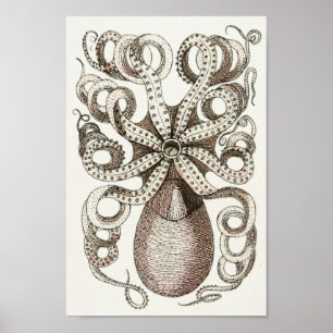 Octopus Vintage Cephalopod Sea Creatures Art Print