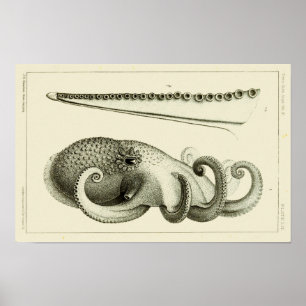 Octopus Vintage Cephalopod Sea Creatures Art Print