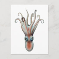 Octopus Vintage Illustration