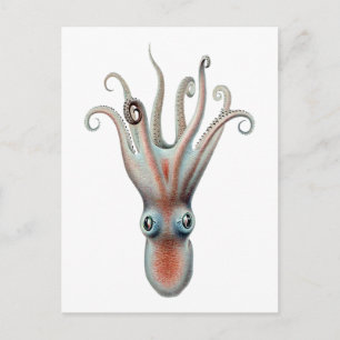 Octopus Vintage Illustration Postcard