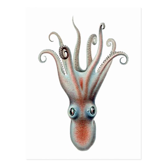 Octopus Vintage Illustration Postcard