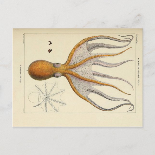 Octopus Vintage Zoological Sketch Postcard (Front)