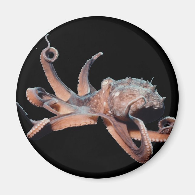 Octopus-Wild Thang Magnet (Front)