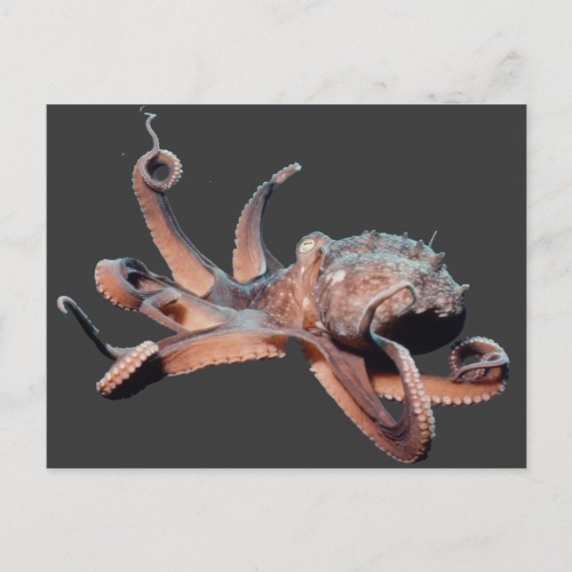 Octopus-Wild Thang Postcard (Front)