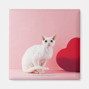 Odd-eyed cat magnet