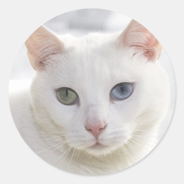 odd-eyed white cat close up face classic round sticker (Front)
