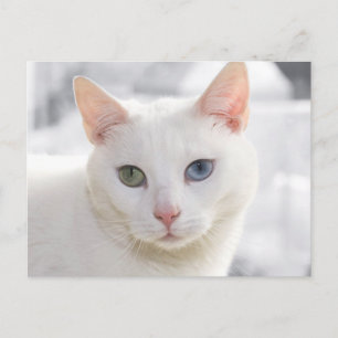 odd-eyed white cat close up face postcard