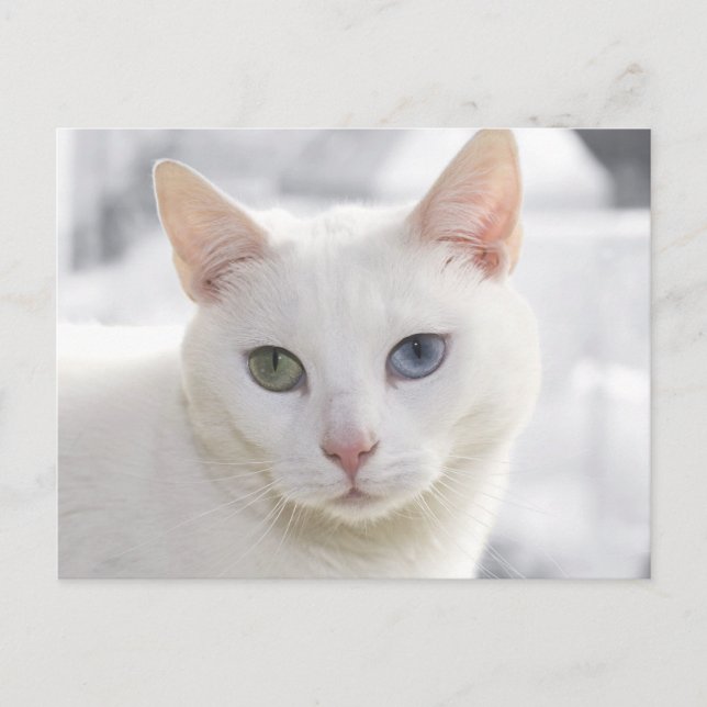 odd-eyed white cat close up face postcard (Front)