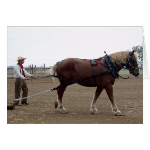 Odie the Belgian Horse driving
