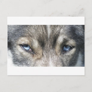 Odins Augen Postcard