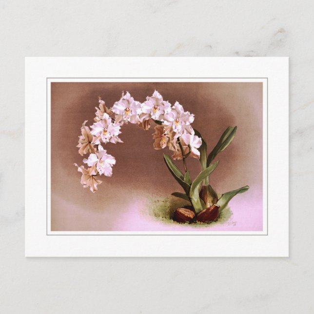 Odontoglossum crispum postcard (Front)