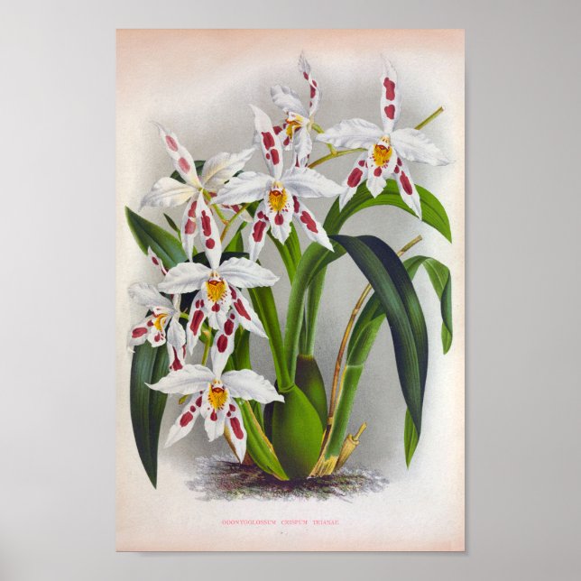 Odontoglossum Crispum Triane Vintage White Orchids Poster (Front)