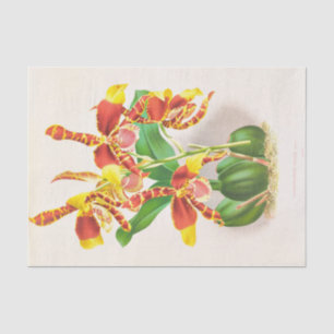Odontoglossum Grande (Orchid) by Jean Jules Linden Tissue Paper
