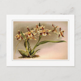 Odontoglossum hallii xanthoglossum postcard