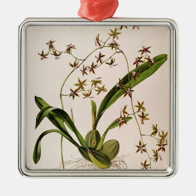 Odontoglossum Hastatum Metal Tree Decoration (Front)