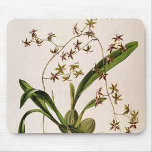 Odontoglossum Hastatum Mouse Mat