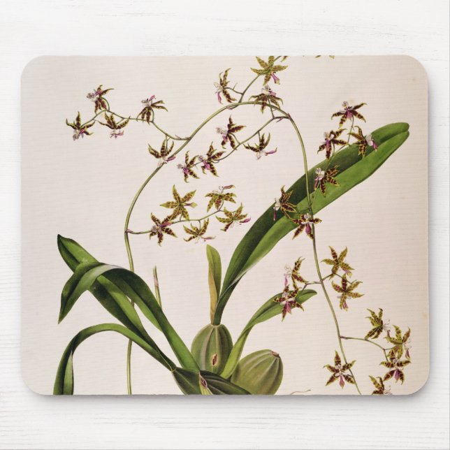 Odontoglossum Hastatum Mouse Mat (Front)