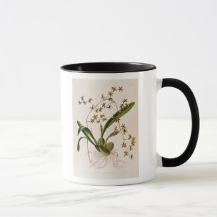 Odontoglossum Hastatum Mug