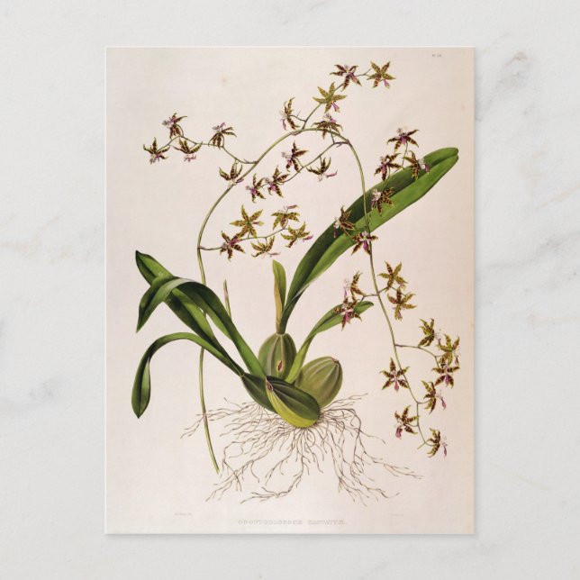 Odontoglossum Hastatum Postcard (Front)