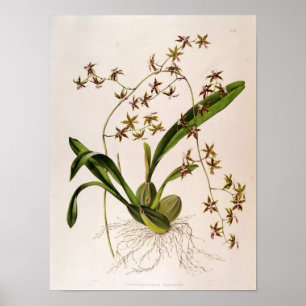 Odontoglossum Hastatum Poster