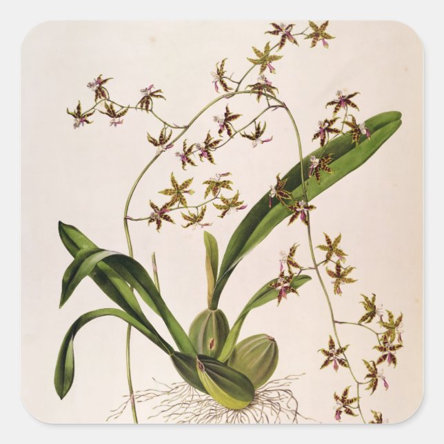 Odontoglossum Hastatum Square Sticker (Front)