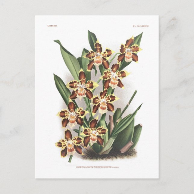 Odontoglossum Thompsonianum ; Postcard (Front)