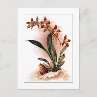 Odontoglossum triumphans postcard