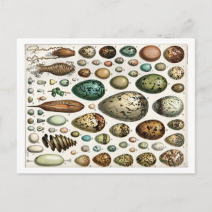Oeufs - Adolphe Philippe Millot Postcard