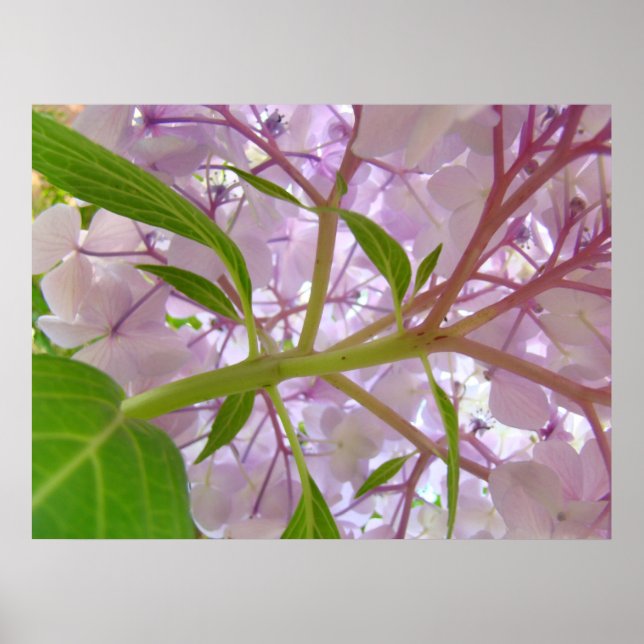OFFICE ARTWORK Art Prints Canvas Framed HYDRANGEAS (Front)