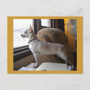 Office Chihuahua Postcard