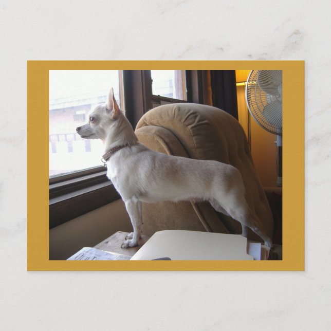 Office Chihuahua Postcard (Front)