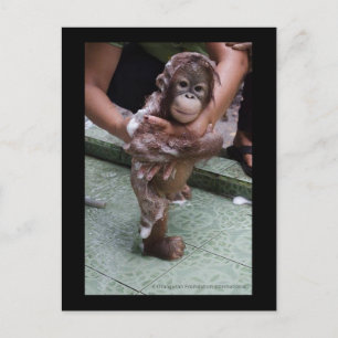 OFI Orangutan Orphan Rescue Baby Jackat Postcard