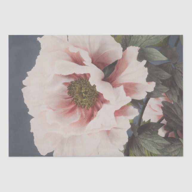 Ogawa Kazumasa | Beautiful Photomechanical Print Tissue Paper (Front)