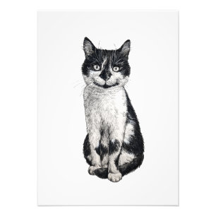 Ogie the cat photo print