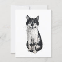 Ogie the cat