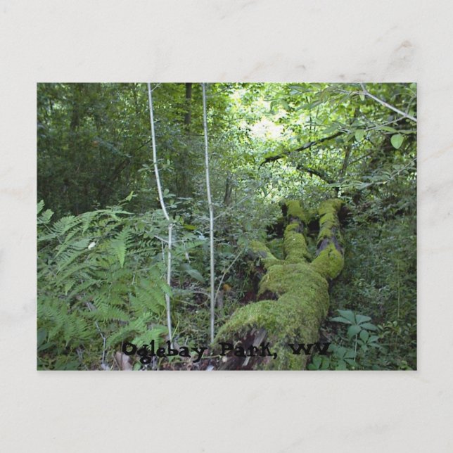 Oglebay Park, WV Postcard (Front)