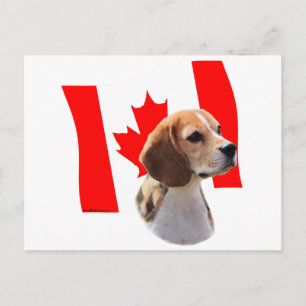 Oh Canada....and Beagles. Postcard