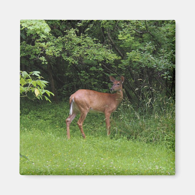 Oh Deer! Magnet (Front)