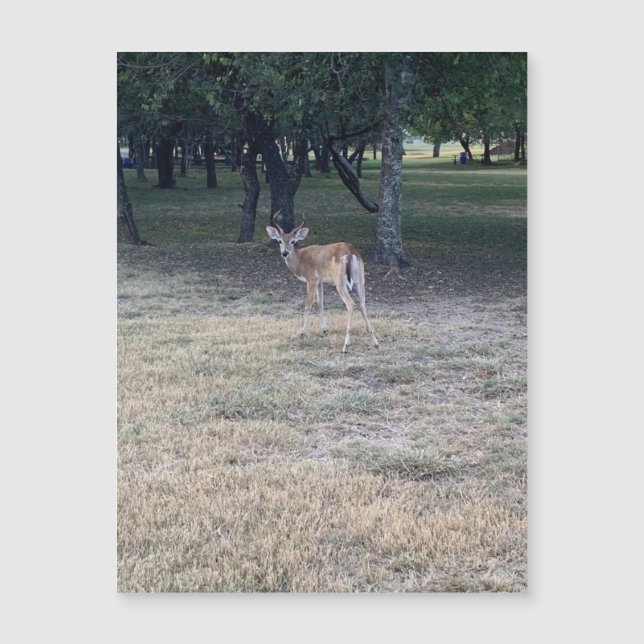 Oh Deer Magnet (Front)