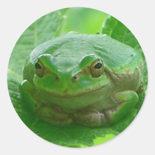 Oh happy day - green frog close up classic round sticker