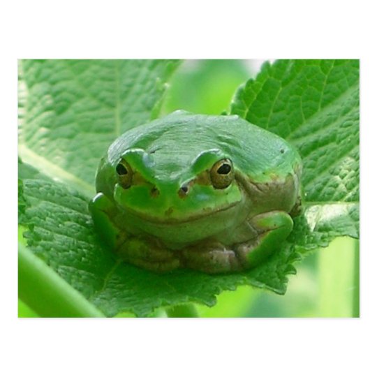 Oh happy day - green frog close up postcard | Zazzle