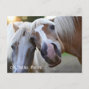 Oh Hello There! Horse Photo Postcard